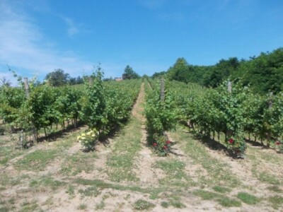 Ruže u vinogradu Ruže u vinogradu