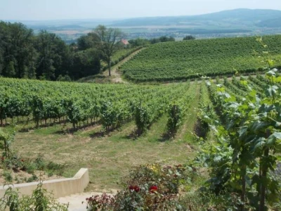 loza i ruže