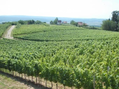 loza i ruže
