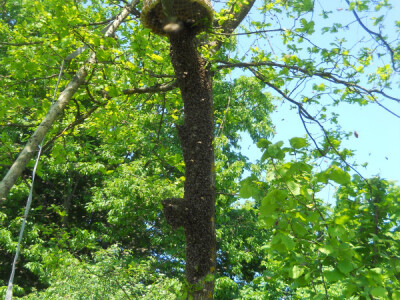 Košnice trnke od ražene slame