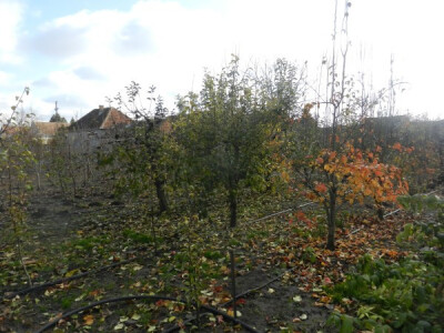 Neke voćke još nisu odbacile svo lišće