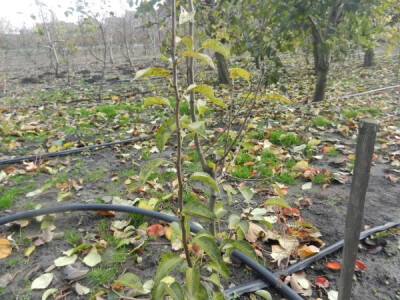 Neki prouzrokovače bolesti i štetočine opstaju i tokom zime