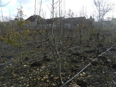 Voćnjaci u decembru