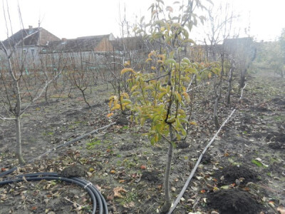 Glodari ne napadaju stabla starija od 12 godina, do tada ih treba štititi mrežicama