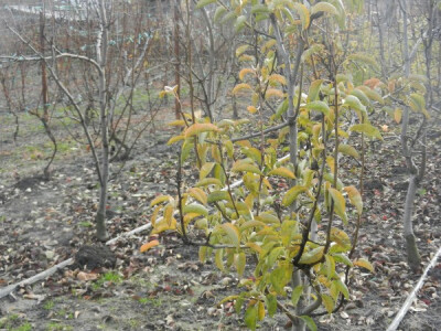 Voćnjaci u decembru