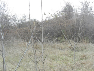 Nekadašnji voćnjak, sada leglo svraka i čvoraka