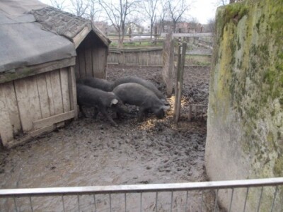 Crna slavonska svinja u Otoku