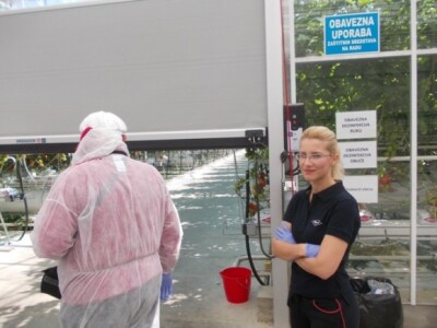 Berba rajčica u stakleniku