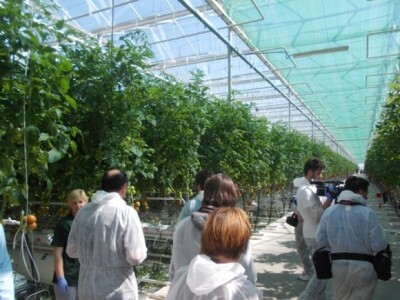 Berba rajčica u stakleniku