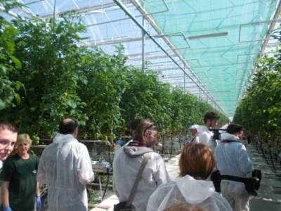 Berba rajčica u stakleniku