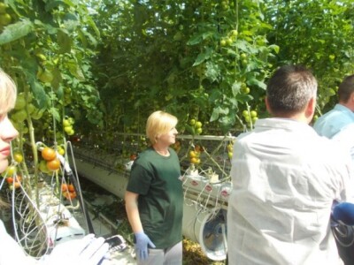 Berba rajčica u stakleniku