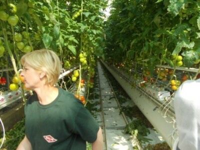 Berba rajčica u stakleniku