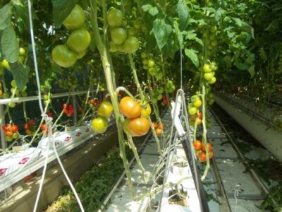Berba rajčica u stakleniku