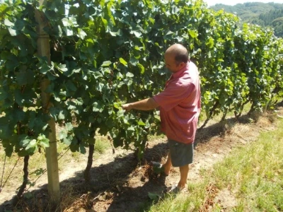 podrum i vinograd Žižek