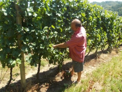 podrum i vinograd Žižek podrum i vinograd Žižek