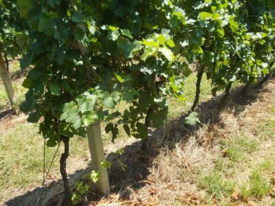 podrum i vinograd Žižek
