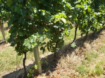 podrum i vinograd Žižek podrum i vinograd Žižek