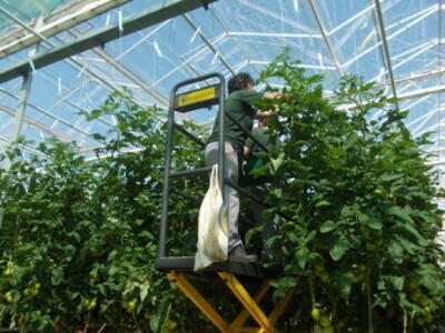 Berba rajčica u stakleniku