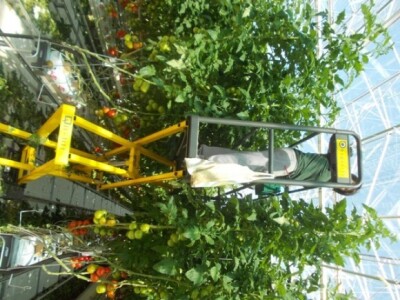 Berba rajčica u stakleniku