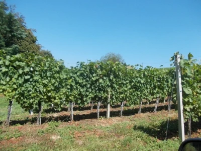 podrum i vinograd Žižek