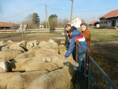 Na školskoj farmi najzastupljenije su ovce