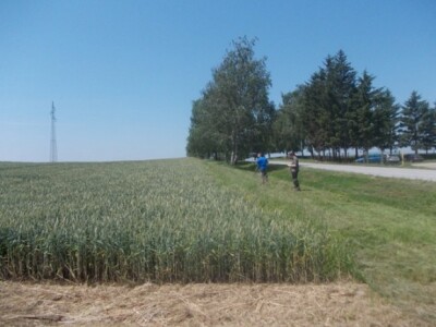 Dani polja strnih žita BC Instituta u Lovasu Dani polja strnih žita BC Instituta u Lovasu