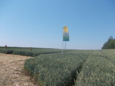 Dani polja strnih žita BC Instituta u Lovasu Dani polja strnih žita BC Instituta u Lovasu