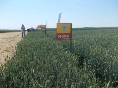 Dani polja strnih žita BC Instituta u Lovasu Dani polja strnih žita BC Instituta u Lovasu