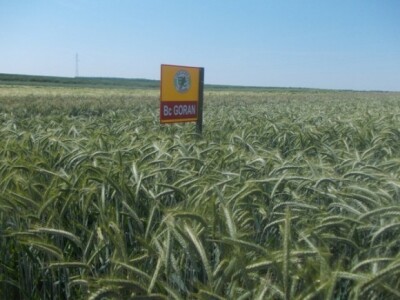 Dani polja strnih žita BC Instituta u Lovasu Dani polja strnih žita BC Instituta u Lovasu