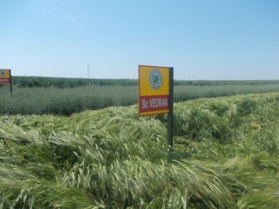 Dani polja strnih žita BC Instituta u Lovasu Dani polja strnih žita BC Instituta u Lovasu