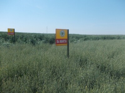 Dani polja strnih žita BC Instituta u Lovasu Dani polja strnih žita BC Instituta u Lovasu