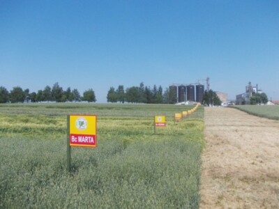 Dani polja strnih žita BC Instituta u Lovasu Dani polja strnih žita BC Instituta u Lovasu