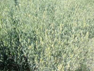 Dani polja strnih žita BC Instituta u Lovasu Dani polja strnih žita BC Instituta u Lovasu