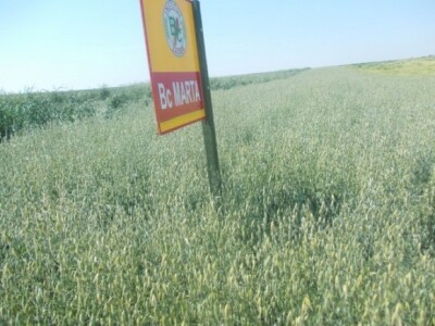 Dani polja strnih žita BC Instituta u Lovasu Dani polja strnih žita BC Instituta u Lovasu