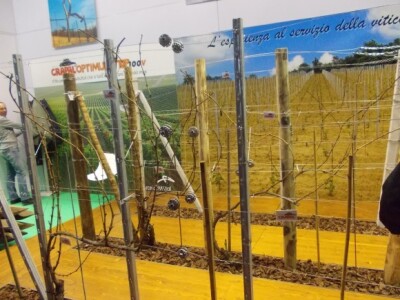 VERONA - Vinogradarstvo i voćarstvo