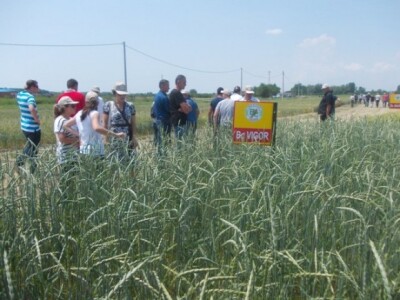 Strna žita u ekstremnim uvjetima