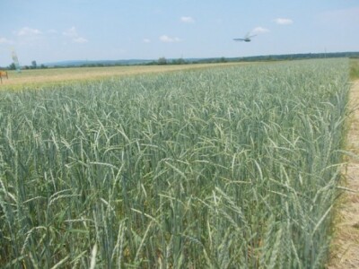 BC Institut Staro Topolje