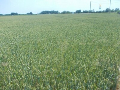 Ekstremni uvjeti i kvaliteta usjeva