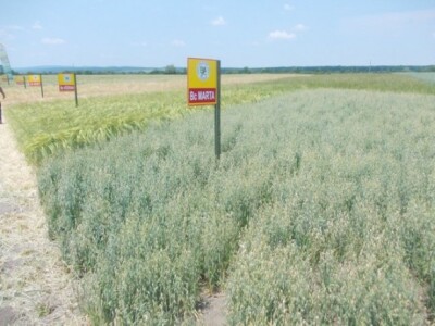 BC institut Staro Topolje