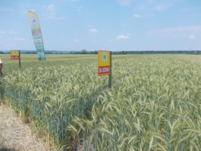 Visokorodne pšenice u ekstremnim uvjetima