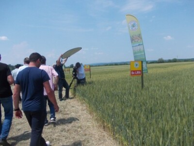 Visokorodne pšenice u ekstremnim uvjetima