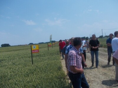 Pokusna polja u Starom Topolju!