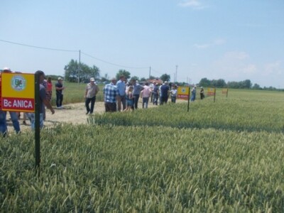 Strna žita u ekstremnim uvjetima