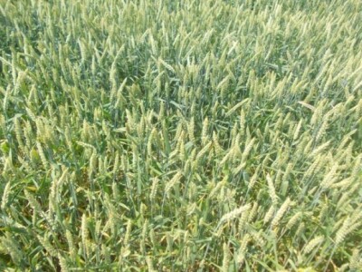 Strna žita u ekstremnim uvjetima