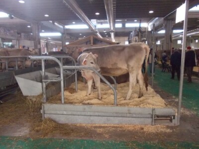 Svinjogojci u Sloveniji i Veroni