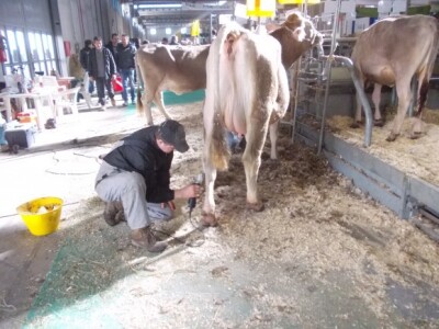 Svinjogojci u Sloveniji i Veroni