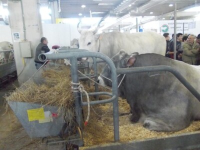 Svinjogojci u Sloveniji i Veroni