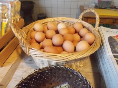 Van den Broek farma u Nizozemskoj