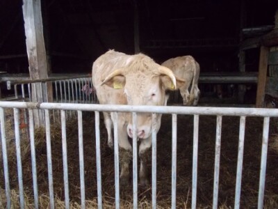 Van den Broek farma u Nizozemskoj