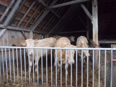 Van den Broek farma u Nizozemskoj